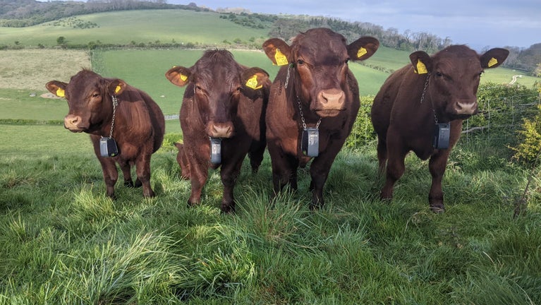 Cattle at Waterhall